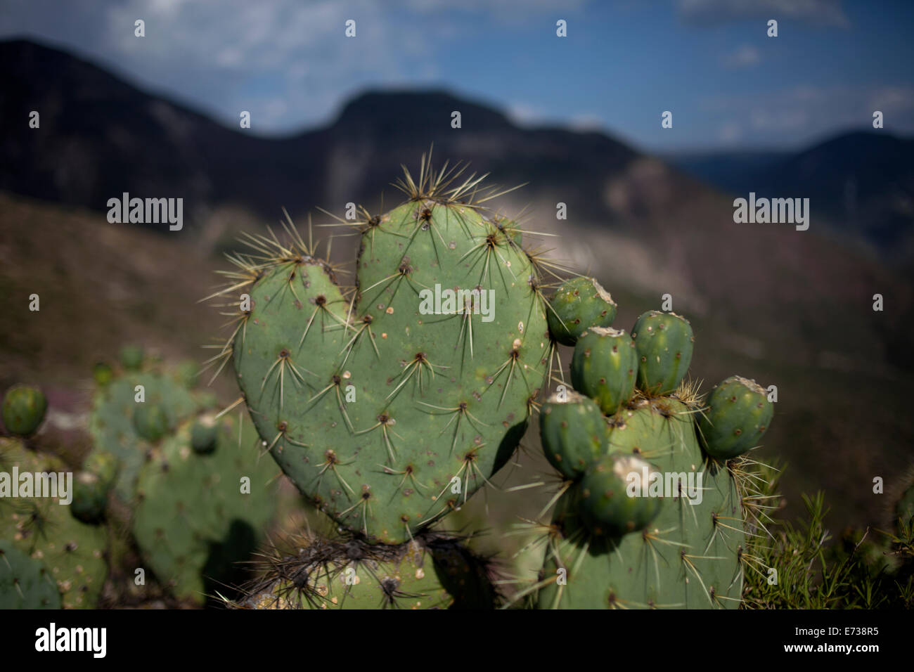Un cactus avec la forme d'un cœur en, Wirikuta Real de Catorce, San Luis Potosi, Mexique, le 24 juillet 2014. Banque D'Images