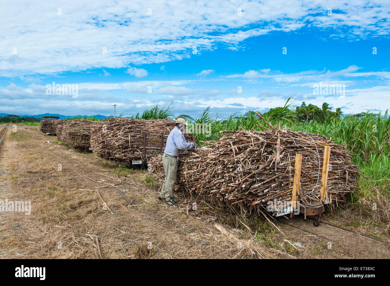 La canne à sucre, la Côte de corail, de Fidji, du Pacifique Sud, du Pacifique Banque D'Images