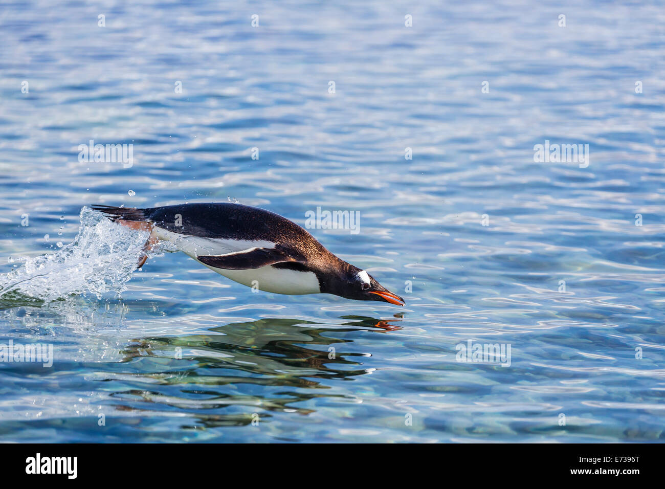 Des profils Gentoo pingouin (Pygoscelis papua) marsouinage, Hannah Point, l'île Livingston, Îles Shetland du Sud, l'Antarctique Banque D'Images