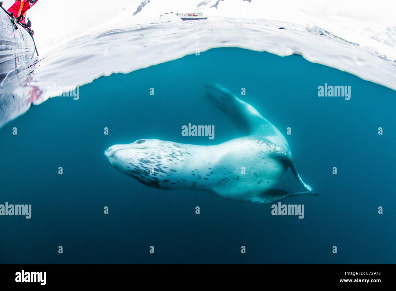 Des profils leopard seal (Hydrurga leptonyx) inspection de l'appareil photo au-dessus et au-dessous de l'eau à la pointe Damoy, Antarctique, les régions polaires Banque D'Images