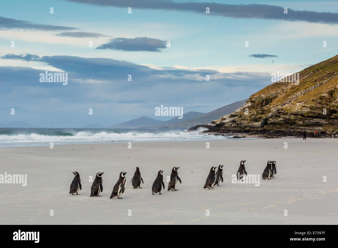 Les manchots de Magellan (Spheniscus magellanicus) de retourner à la mer pour se nourrir de l'Île Saunders, West Falkland Islands Banque D'Images