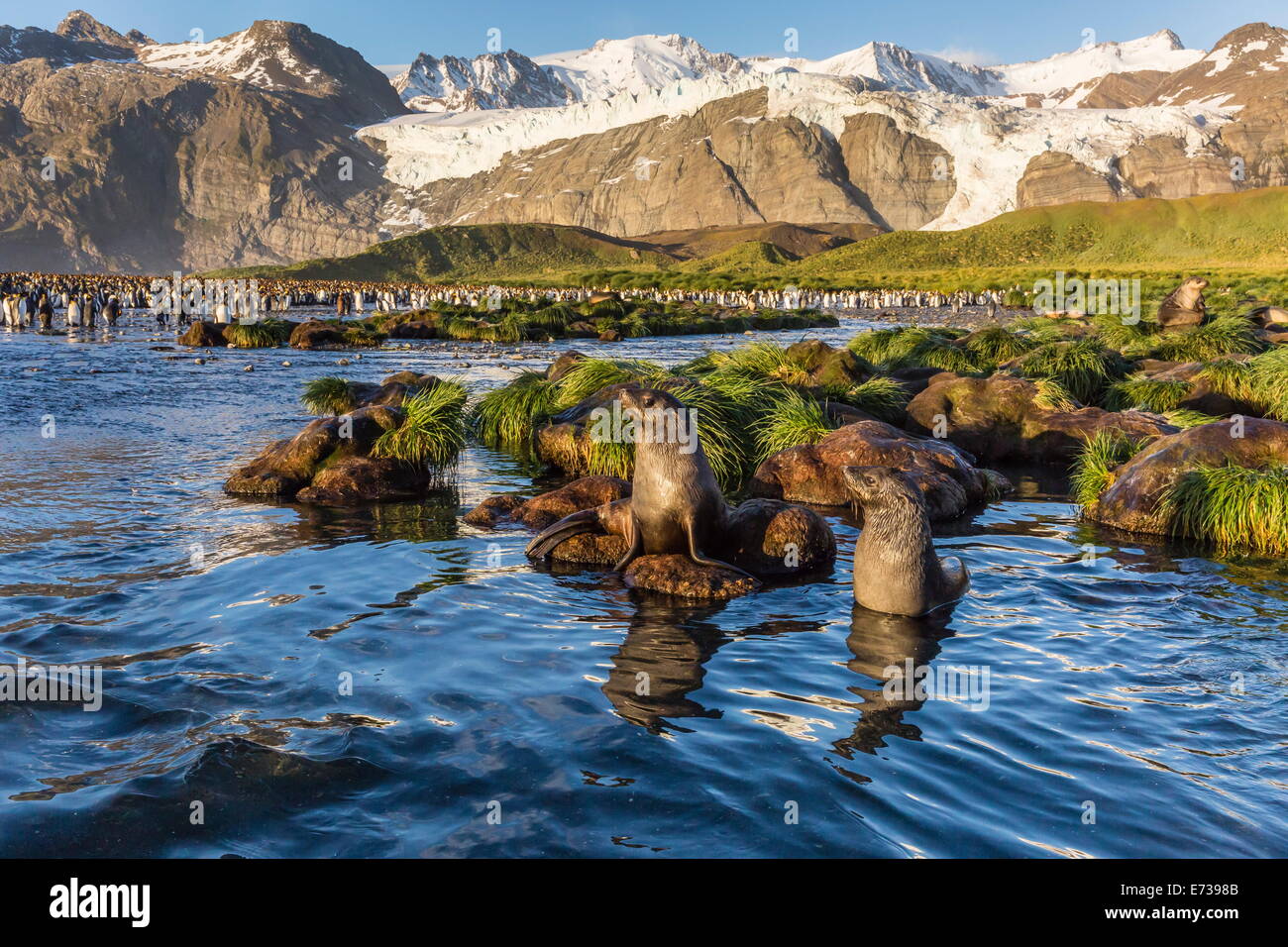 Les otaries à fourrure antarctique (Arctocephalus gazella) dans la fonte de la neige dans la rivière Gold Harbour, la Géorgie du Sud, UK-outre-mer Banque D'Images