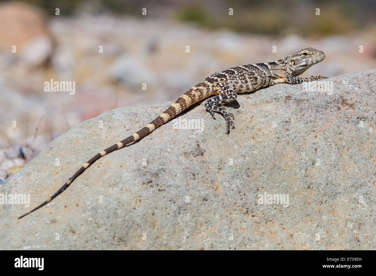 La Isla San Esteban'iguane au soleil sur l'île de San Esteban, Baja California, Mexique Banque D'Images