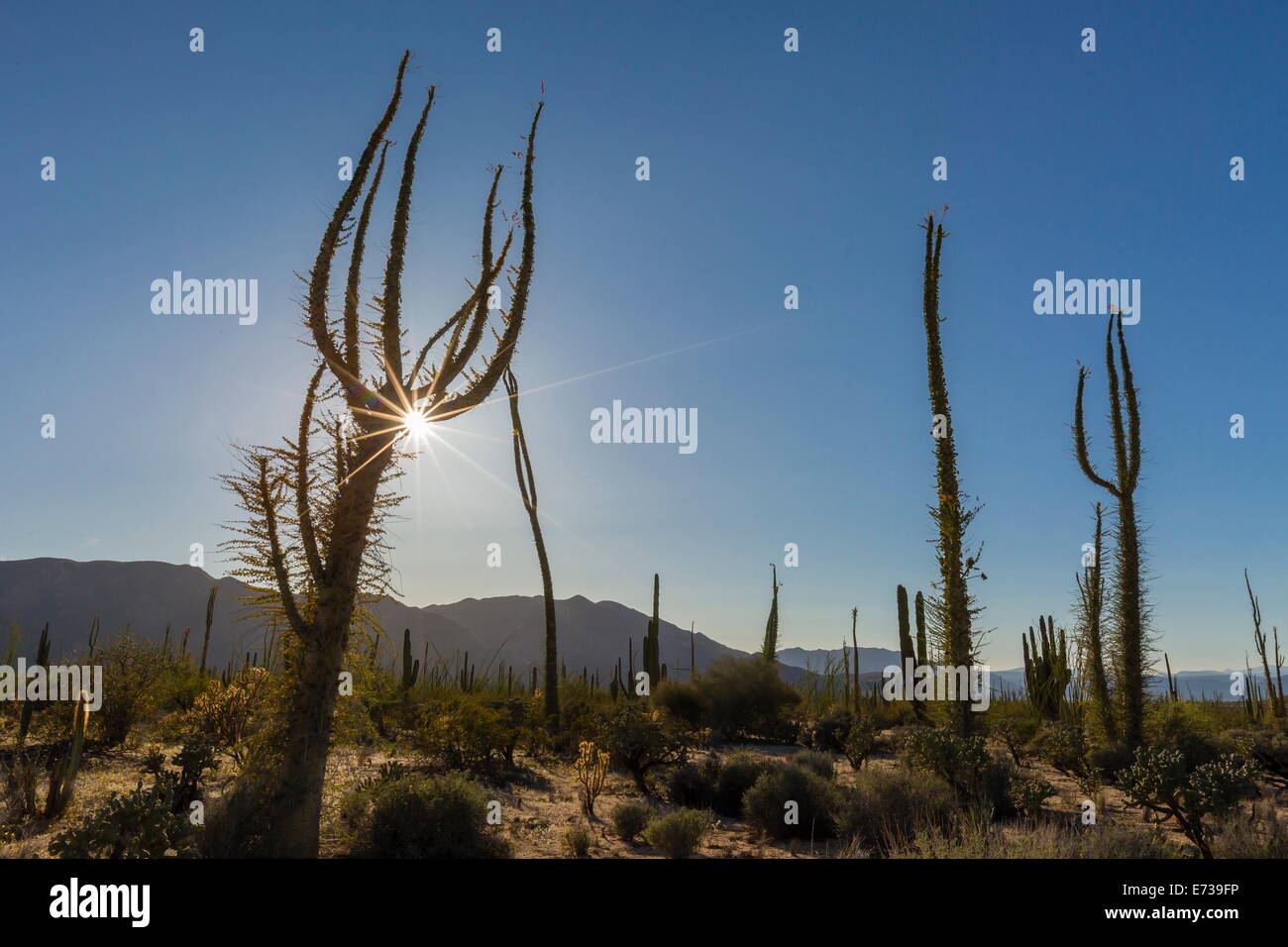 Grand arbre Boojum (Cirio) (Fouquieria columnaris) près de Bahia de Los Angeles, Baja California Norte, Mexique, Amérique du Nord Banque D'Images
