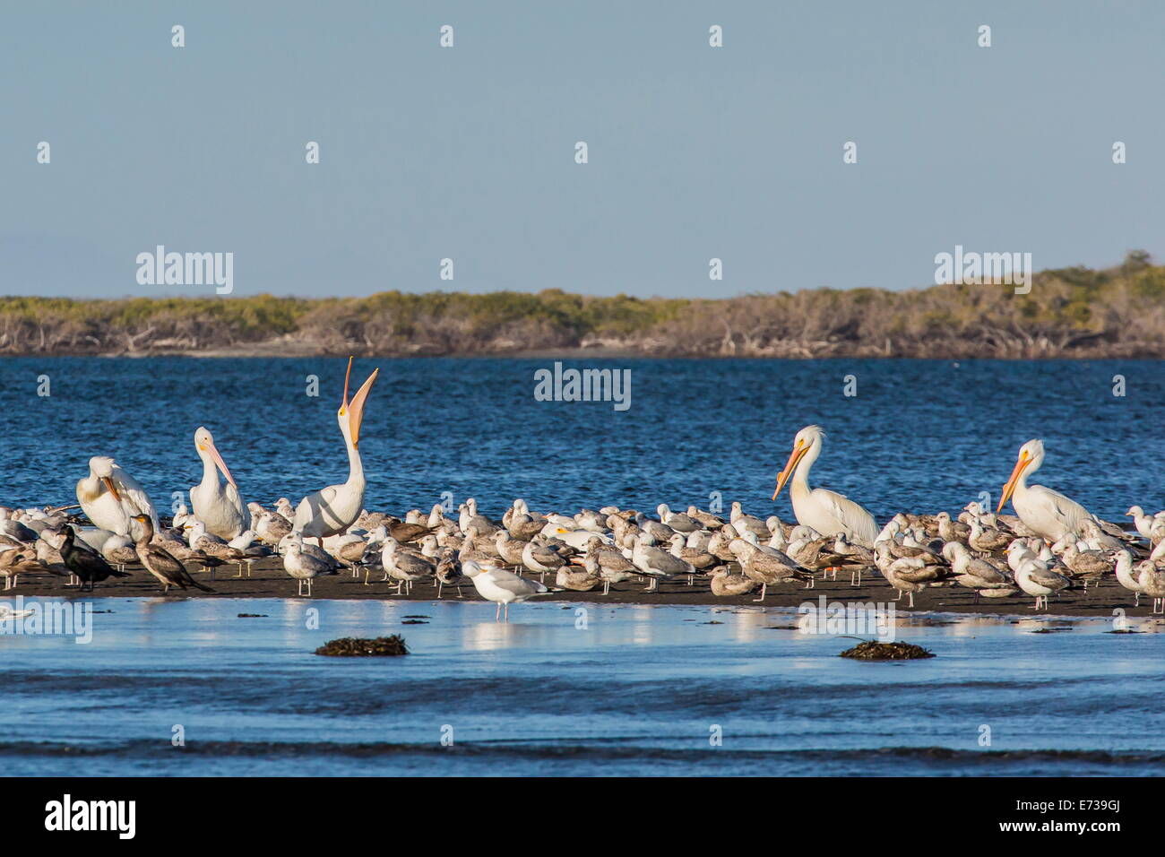 Pélicans blancs (Pelecanus erythrorhynchos) parmi les autres oiseaux de rivage dans la baie de Magdalena, Baja California Sur, Mexique Banque D'Images