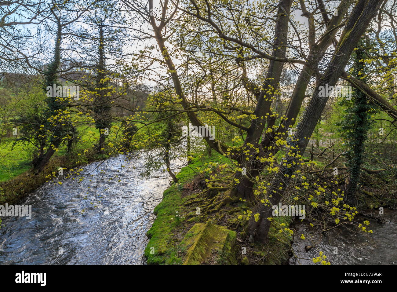 Rivière Wye, arbres et le pic de Tor au printemps, Rowsley, Derbyshire, Angleterre, Royaume-Uni, Europe Banque D'Images