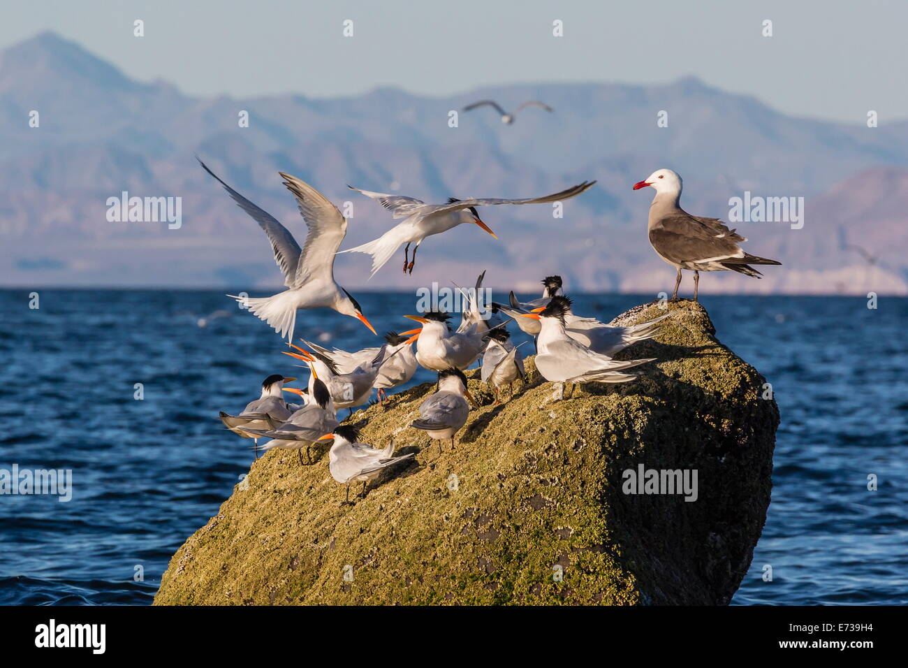 La sterne élégante reproduction (Thalasseus elegans) Retour à la colonie sur l'Isla Rasa, Baja California Norte, Mexique, Amérique du Nord Banque D'Images