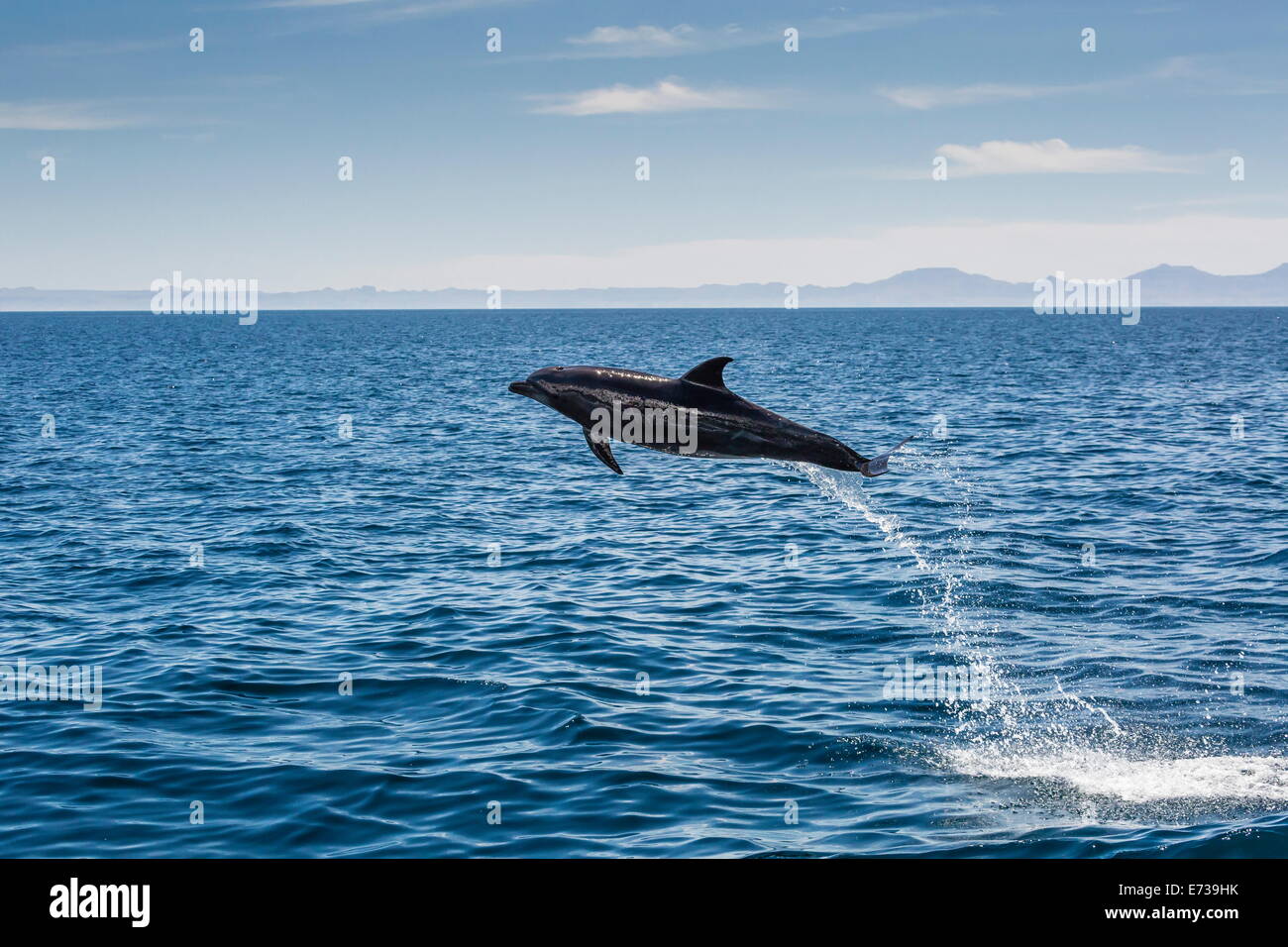 Des profils grand dauphin (Tursiops truncatus) en sautant dans les eaux près de Isla Danzante, Baja California Sur, Mexique Banque D'Images