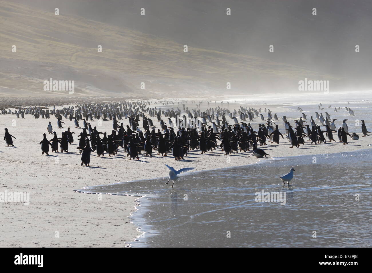 Gentoo pingouin (Pygoscelis papua) et les embruns, l'encolure, Saunders Island, îles Malouines, l'Amérique du Sud Banque D'Images