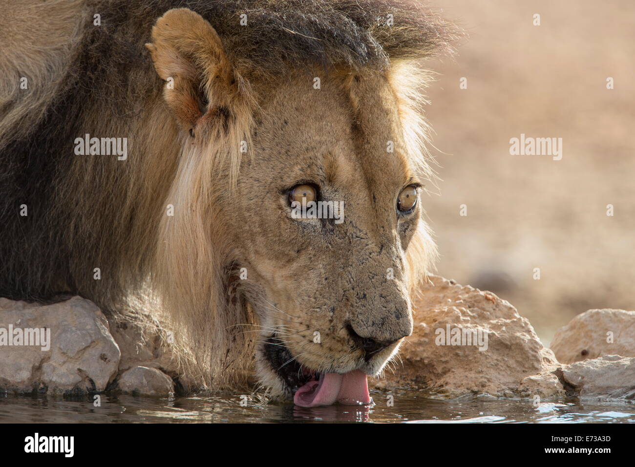 Lion (Panthera leo) de boire, Kgalagadi Transfrontier Park, Afrique du Sud, l'Afrique Banque D'Images
