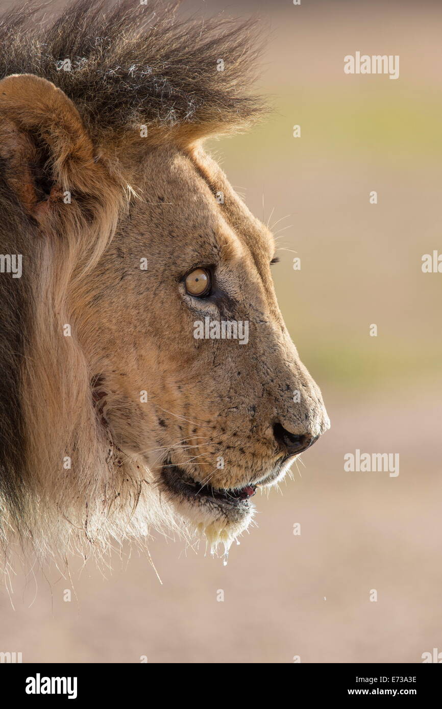 Lion (Panthera leo), Kgalagadi Transfrontier Park, Afrique du Sud, l'Afrique Banque D'Images