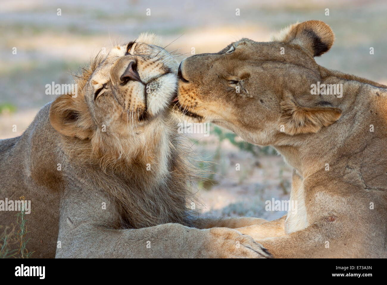 Lion (Panthera leo), les membres de la fierté le toilettage, Kgalagadi Transfrontier Park, Northern Cape, Afrique du Sud, l'Afrique Banque D'Images