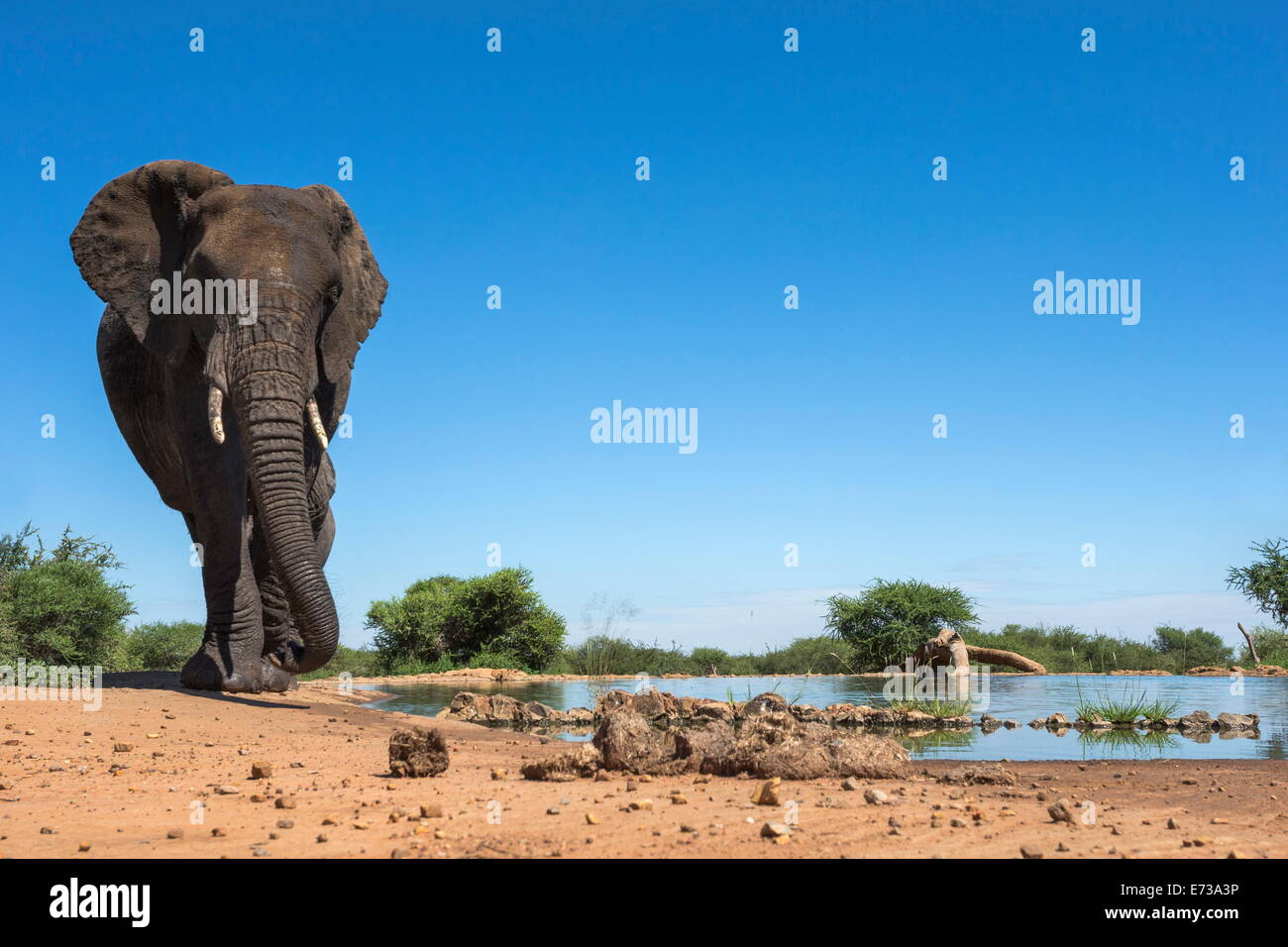 L'éléphant africain (Loxodonta africana), point d'eau à Madikwe Game Reserve, Province du Nord-Ouest, Afrique du Sud, l'Afrique Banque D'Images