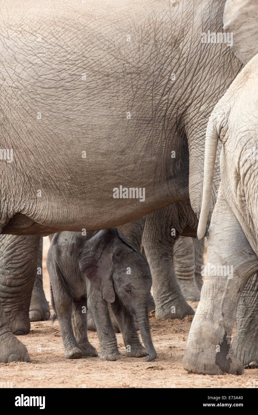 L'éléphant africain (Loxodonta africana), veau nouveau-né, l'Addo Elephant National Park, Afrique du Sud, l'Afrique Banque D'Images