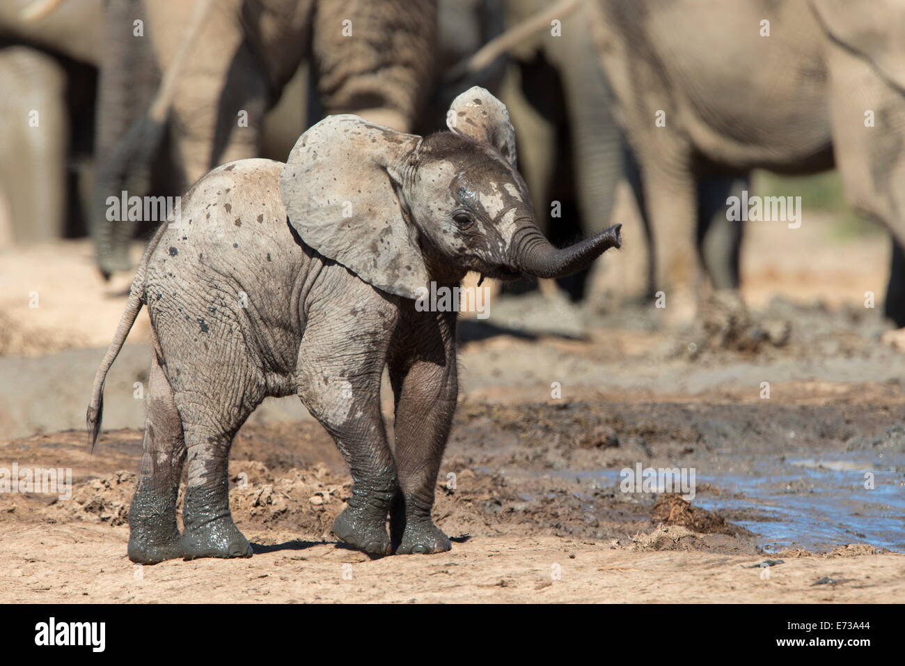 Veau de l'eléphant d'Afrique (Loxodonta africana) à Hapoor waterhole, Addo Elephant National Park, Afrique du Sud, l'Afrique Banque D'Images