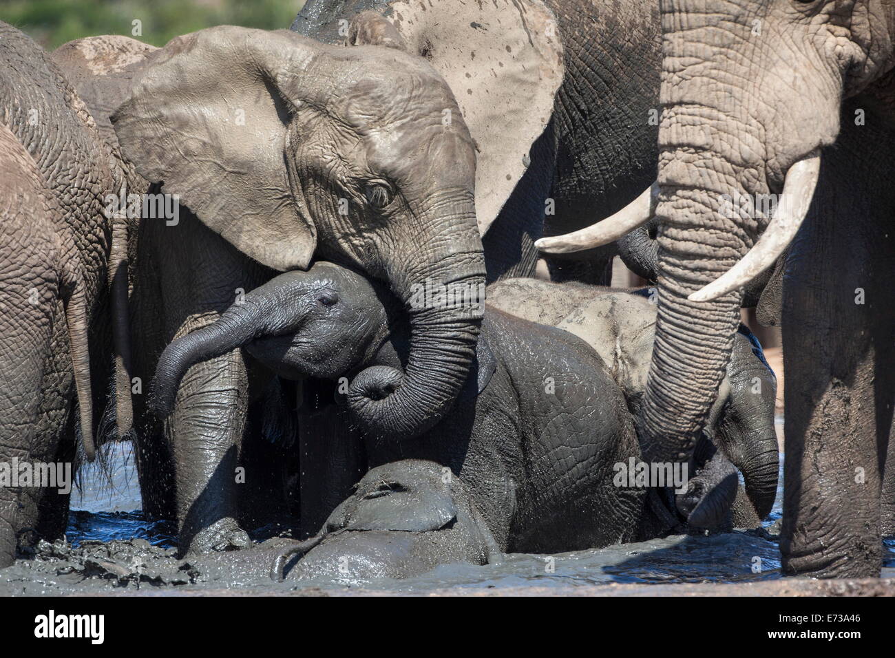 Les bébés éléphants