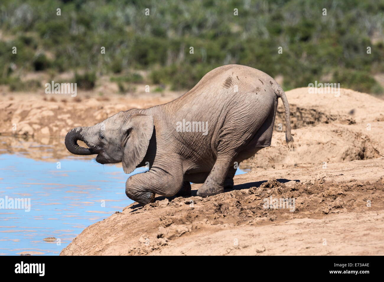 Bebe Elephant D Afrique Loxodonta Africana Potable A Hapoor Waterhole Addo Elephant National Park Eastern Cape Afrique Du Sud Photo Stock Alamy Bebe Elephant D Afrique Loxodonta Africana Potable A Hapoor Waterhole Addo Elephant National Park Eastern Cape Afrique Du Sud Photo Stock Alamy