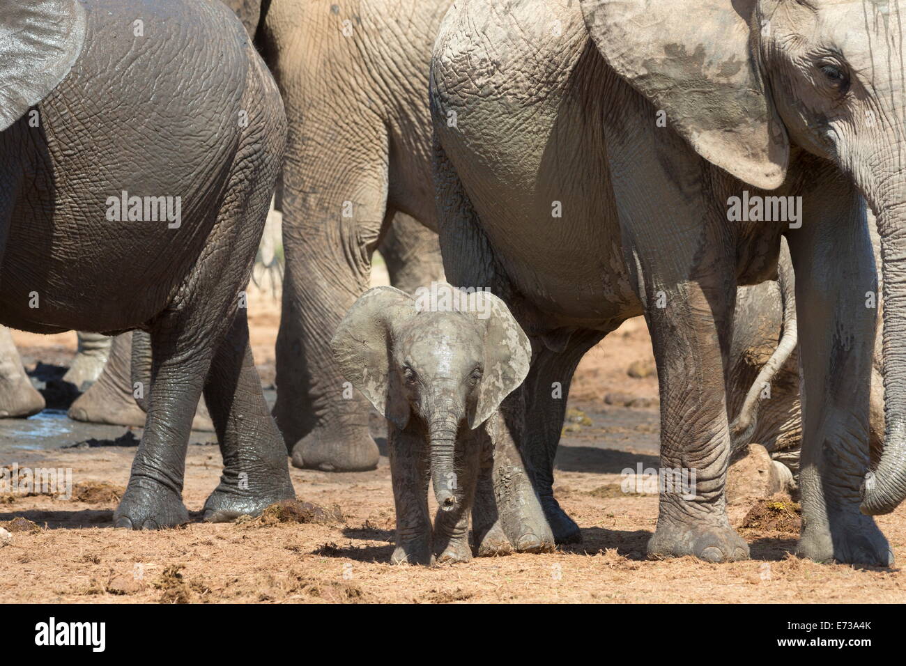 Bébé éléphant africain avec troupeau à Hapoor waterhole, Addo Elephant National Park, Eastern Cape, Afrique du Sud Banque D'Images