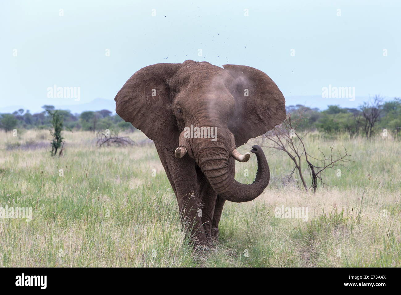L'éléphant africain (Loxodonta africana) Bull, Pilanesberg, Afrique du Sud, l'Afrique Banque D'Images