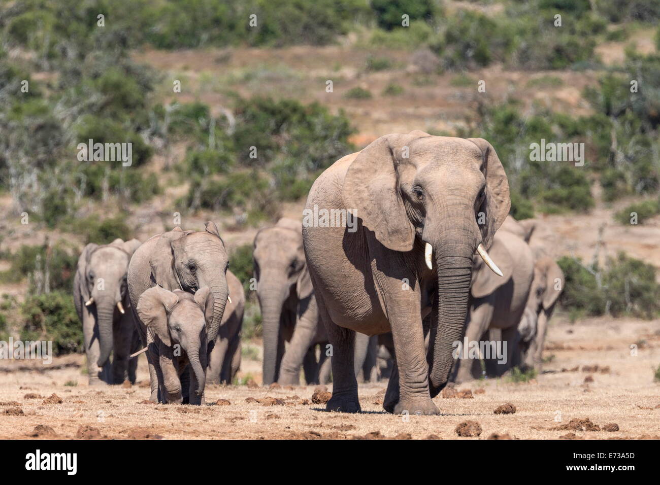 Elephant (Loxodonta africana) troupeau, Addo Elephant National Park, Afrique du Sud, l'Afrique Banque D'Images