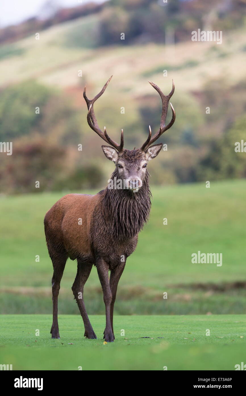 Red Deer (Cervus elaphus) stag, Arran, Ecosse, Royaume-Uni, Europe Banque D'Images