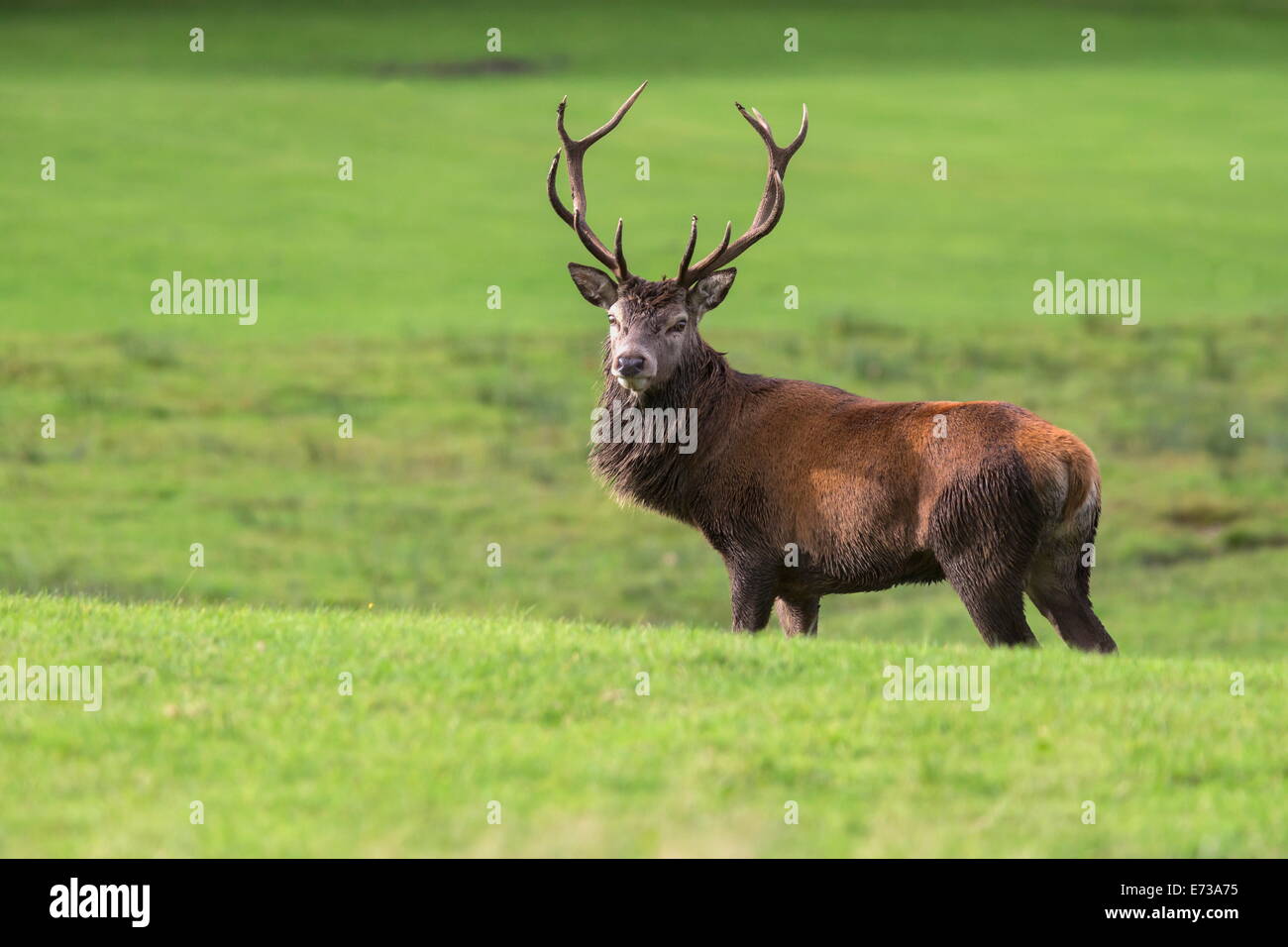 Red Deer (Cervus elaphus) stag, Arran, Ecosse, Royaume-Uni, Europe Banque D'Images