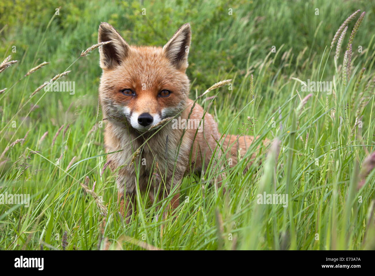 Le renard roux (Vulpes vulpes) en captivité, Royaume-Uni, Europe Banque D'Images
