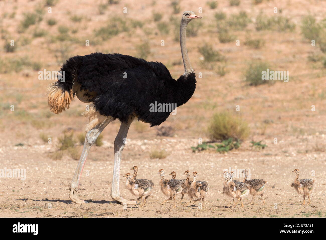 Autruche (Struthio camelus) avec les poussins mâles, Kgalagadi Transfrontier Park, Northern Cape, Afrique du Sud, l'Afrique Banque D'Images