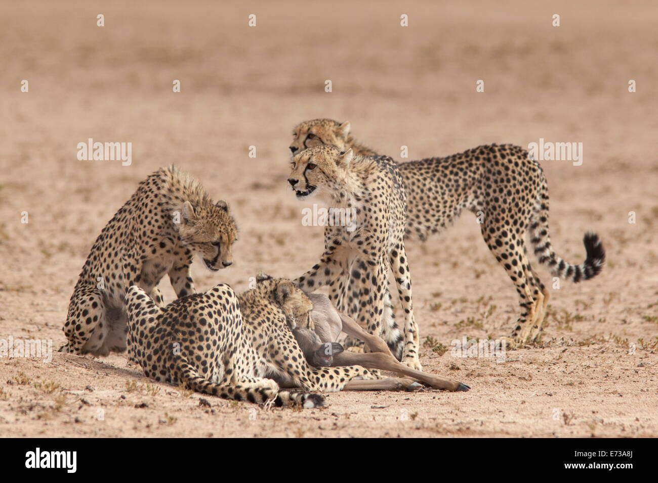 Le Guépard (Acinonyx jubatus) tuer bébé gnou commun (Connochaetes taurinus), Kgalagadi Transfrontier Park, Afrique du Sud Banque D'Images