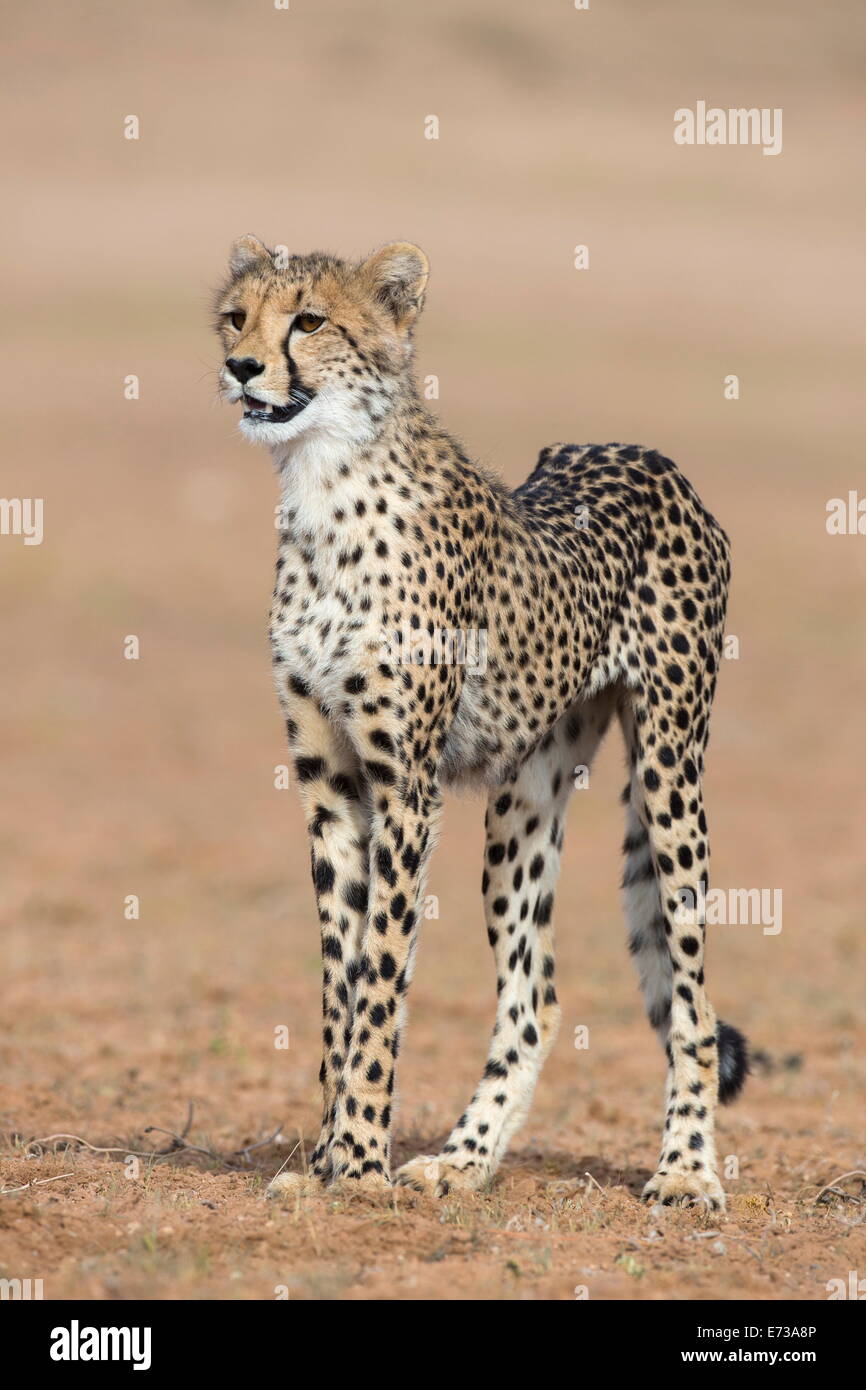Cub Guépard (Acinonyx jubatus), Kgalagadi Transfrontier Park, Northern Cape, Afrique du Sud, l'Afrique Banque D'Images