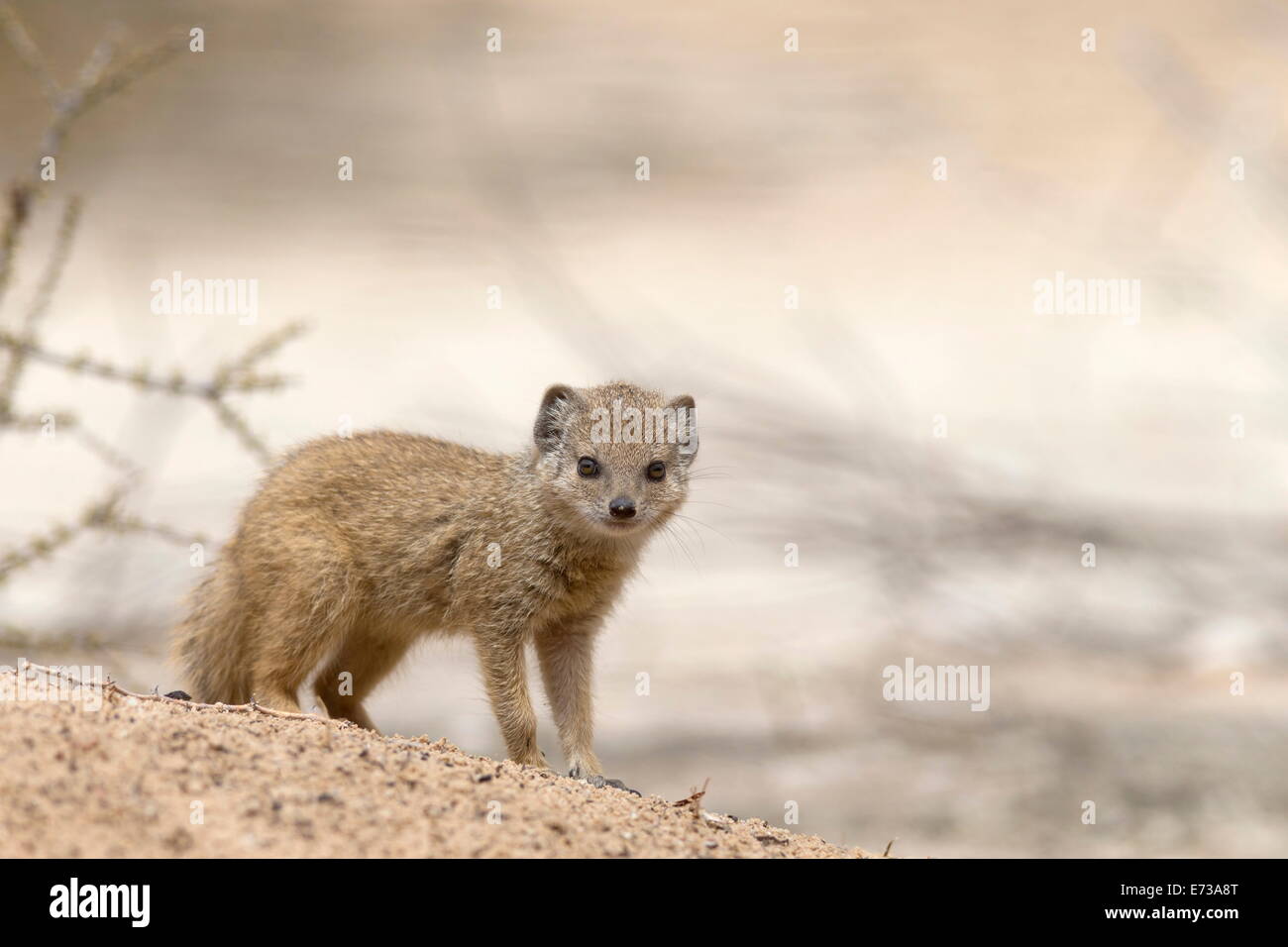 Mangouste jaune bébé (Cynictis penicillata), Kgalagadi Transfrontier Park, Northern Cape, Afrique du Sud, l'AFRUCA Banque D'Images
