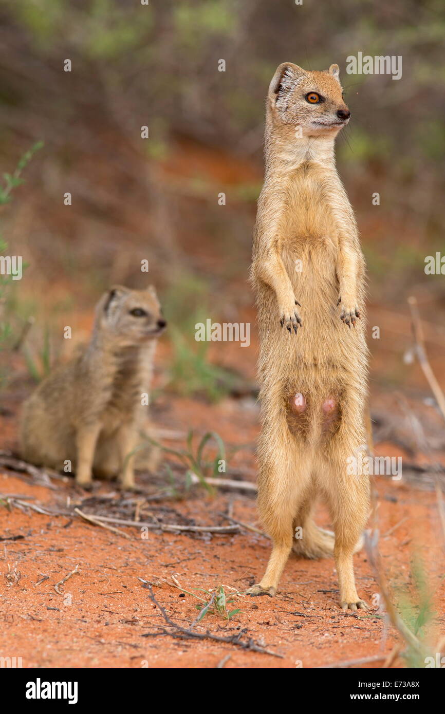 (Cynictis penicillata mangouste jaune), Kgalagadi Transfrontier Park, Afrique du Sud, l'Afrique Banque D'Images