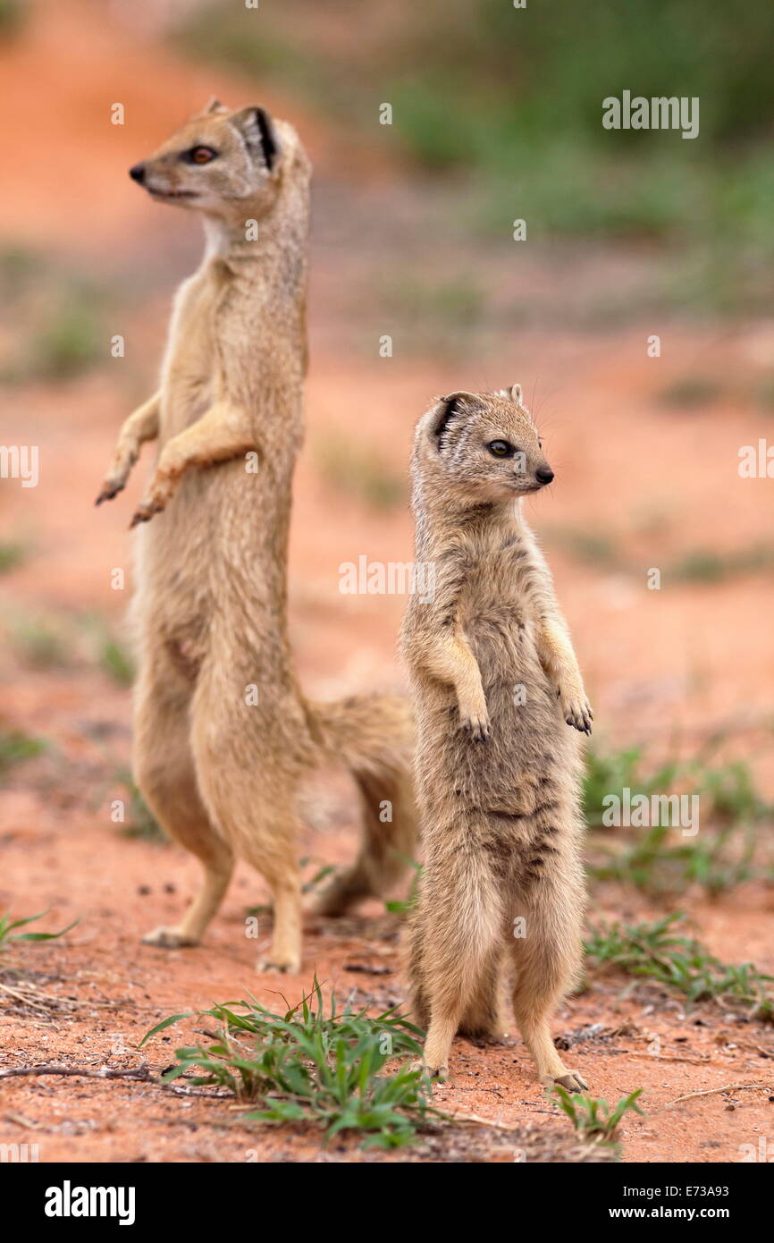 (Cynictis penicillata mangouste jaune), Kgalagadi Transfrontier Park, Afrique du Sud, l'Afrique Banque D'Images