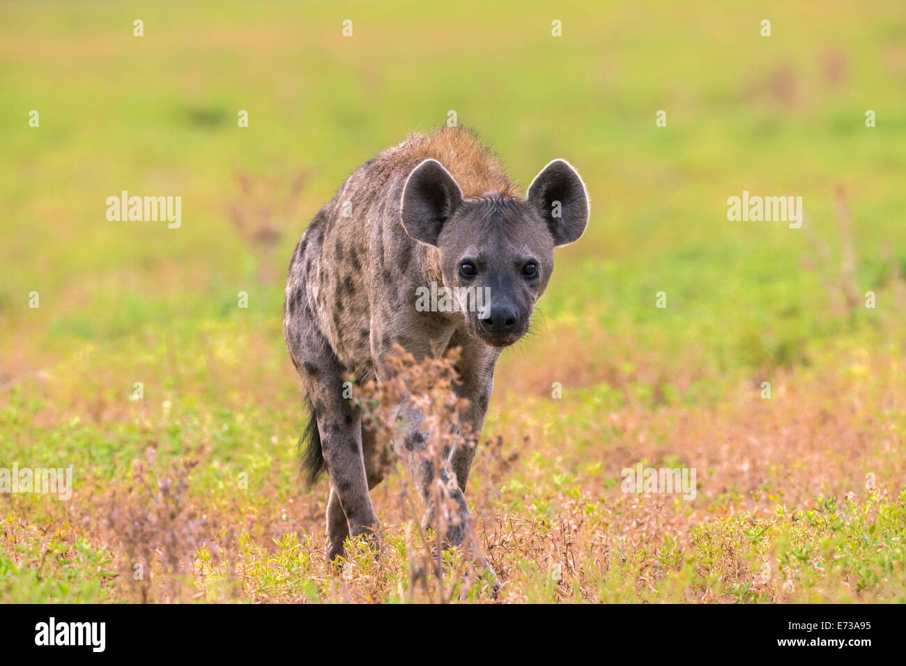 L'Hyène tachetée (Crocuta crocuta), Kgalagadi Transfrontier Park, Northern Cape, Afrique du Sud, l'Afrique Banque D'Images