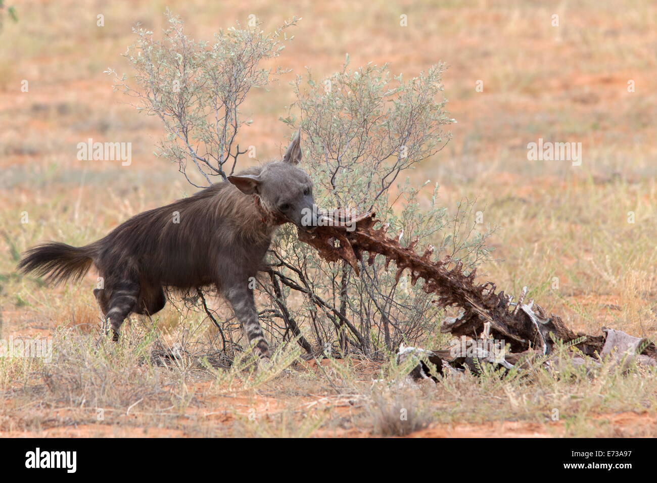 Hyène brune (Hyaena brunnea) reste d'évacuation du lion kill, Kgalagadi Transfrontier National Park, Northern Cape, Afrique du Sud Banque D'Images