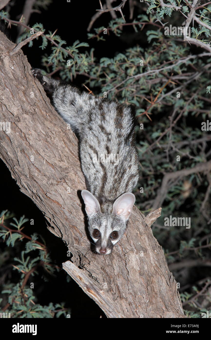 Petit aperçu (Genetta genetta) genet, Kgalagadi Transfrontier Park, Afrique du Sud, l'Afrique Banque D'Images