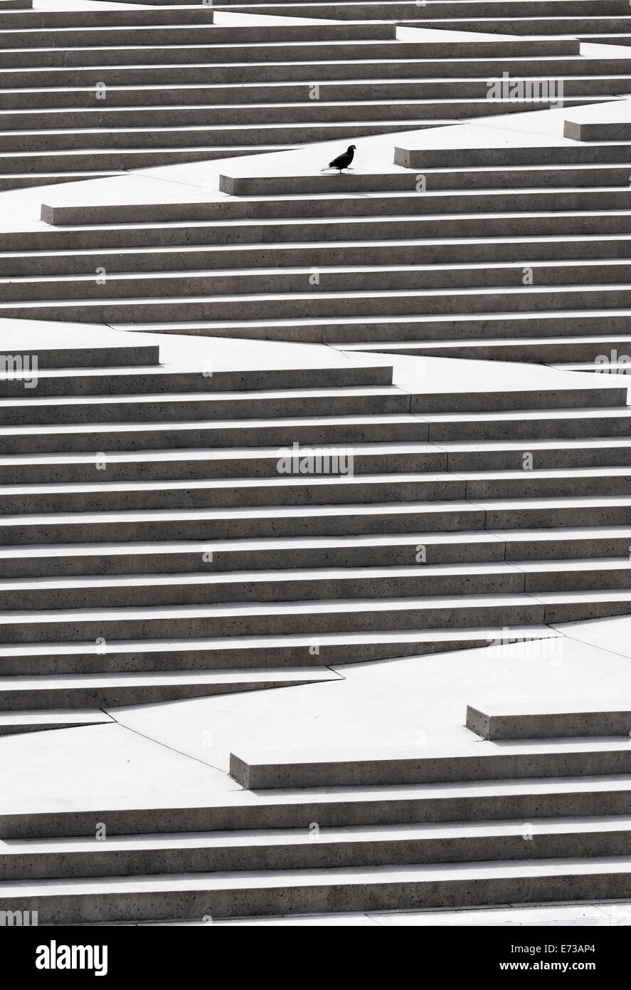 Un pigeon solitaire à Robson Square, Vancouver, Colombie-Britannique, Canada. Banque D'Images