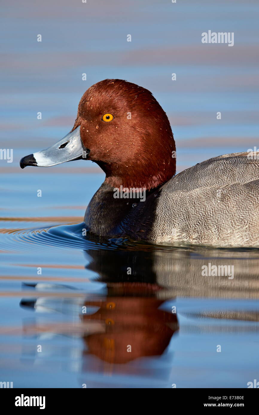 À tête rouge (Aythya americana) natation, comté de Clark, Nevada, États-Unis d'Amérique, Amérique du Nord Banque D'Images
