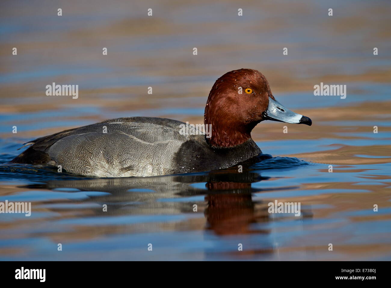 À tête rouge (Aythya americana) natation, comté de Clark, Nevada, États-Unis d'Amérique, Amérique du Nord Banque D'Images