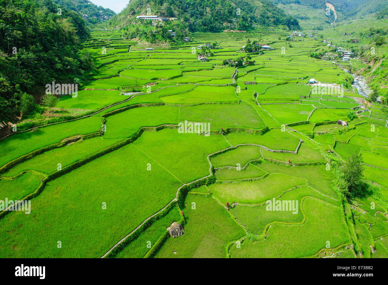 Les terrasses de riz de Banaue, Hapao, UNESCO World Heritage Site, Luzon, Philippines, Asie du Sud, Asie Banque D'Images