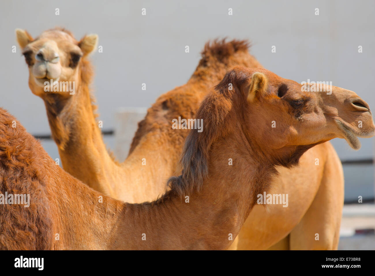 Des chameaux dans le souk de chameaux, Waqif Souq, Doha, Qatar, Moyen-Orient Banque D'Images