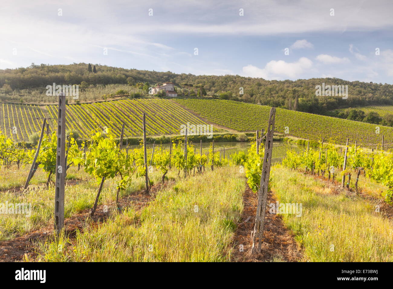 Vignes près de Radda in Chianti, Toscane, Italie, Europe Banque D'Images