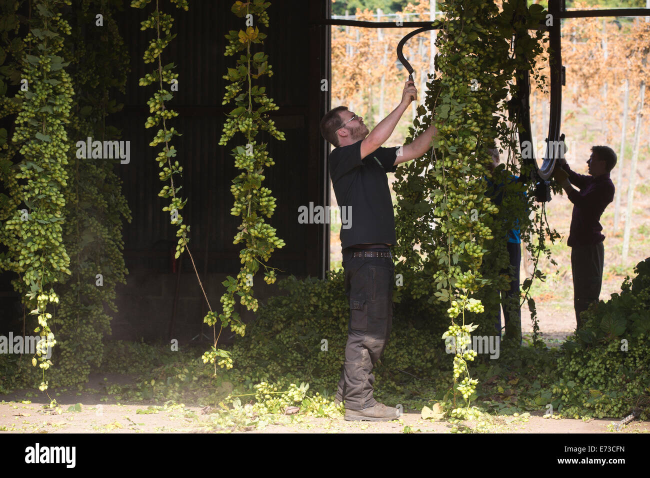 Le houblon en cours de récolte prête à être exportée aux brasseries pour la production de bière, l'établissement Hampton Estate, collines du Surrey, England, UK Banque D'Images