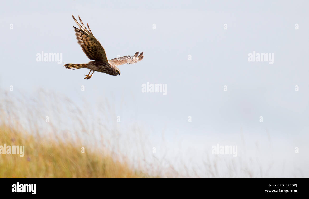 Poule femelle Busard Saint-Martin Circus cyaneus la chasse dans des prairies sur l'île de Mull, en Ecosse Banque D'Images