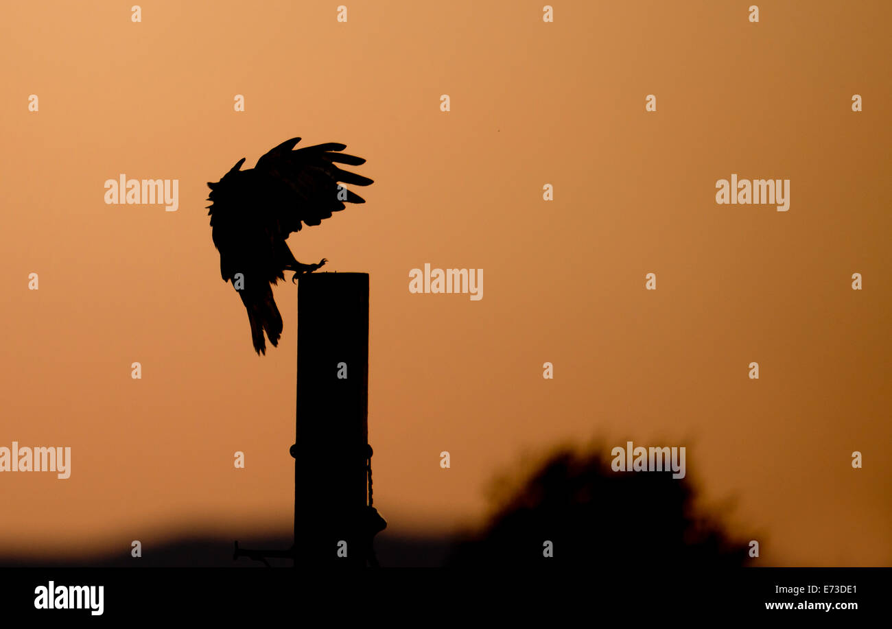 Silhouette de buse variable Buteo buteo atterrissage sur poteau télégraphique au lever du soleil sur l'île de Mull, en Ecosse Banque D'Images