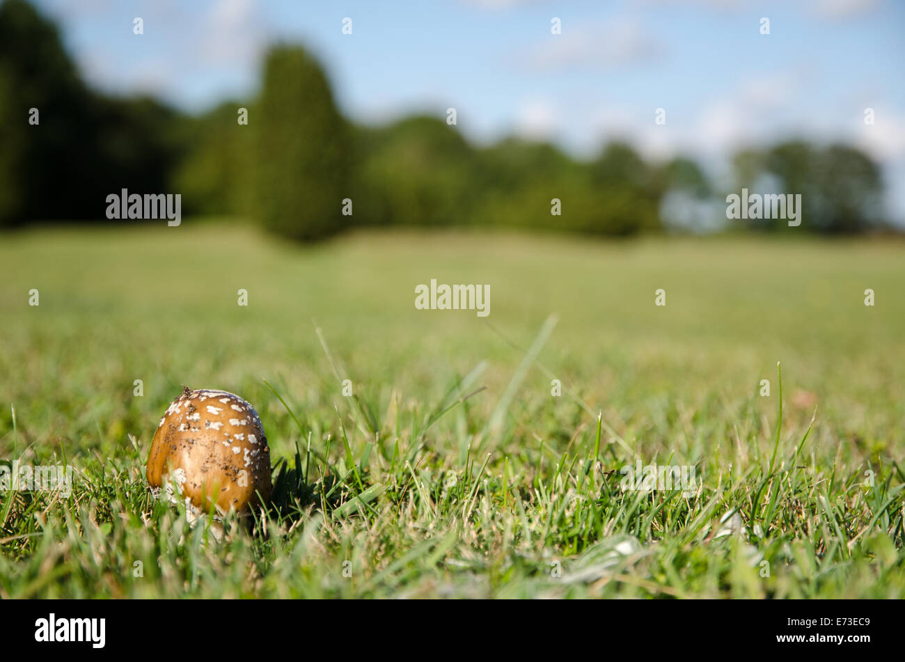 Gros plan du champignon brun tacheté dans un paysage ouvert avec de l'herbe verte Banque D'Images