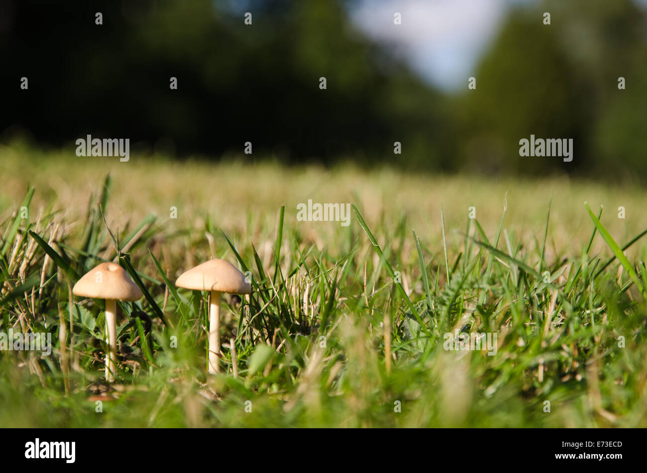 Petits jeunes petits champignons dans l'herbe verte Banque D'Images