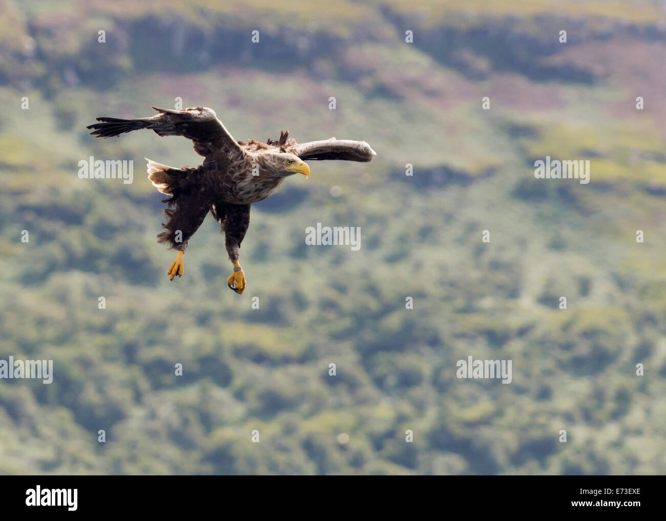 La mer à queue blanche (Haliaeetus albicilla) en vol au-dessus de l'île de Mull, en Ecosse Banque D'Images