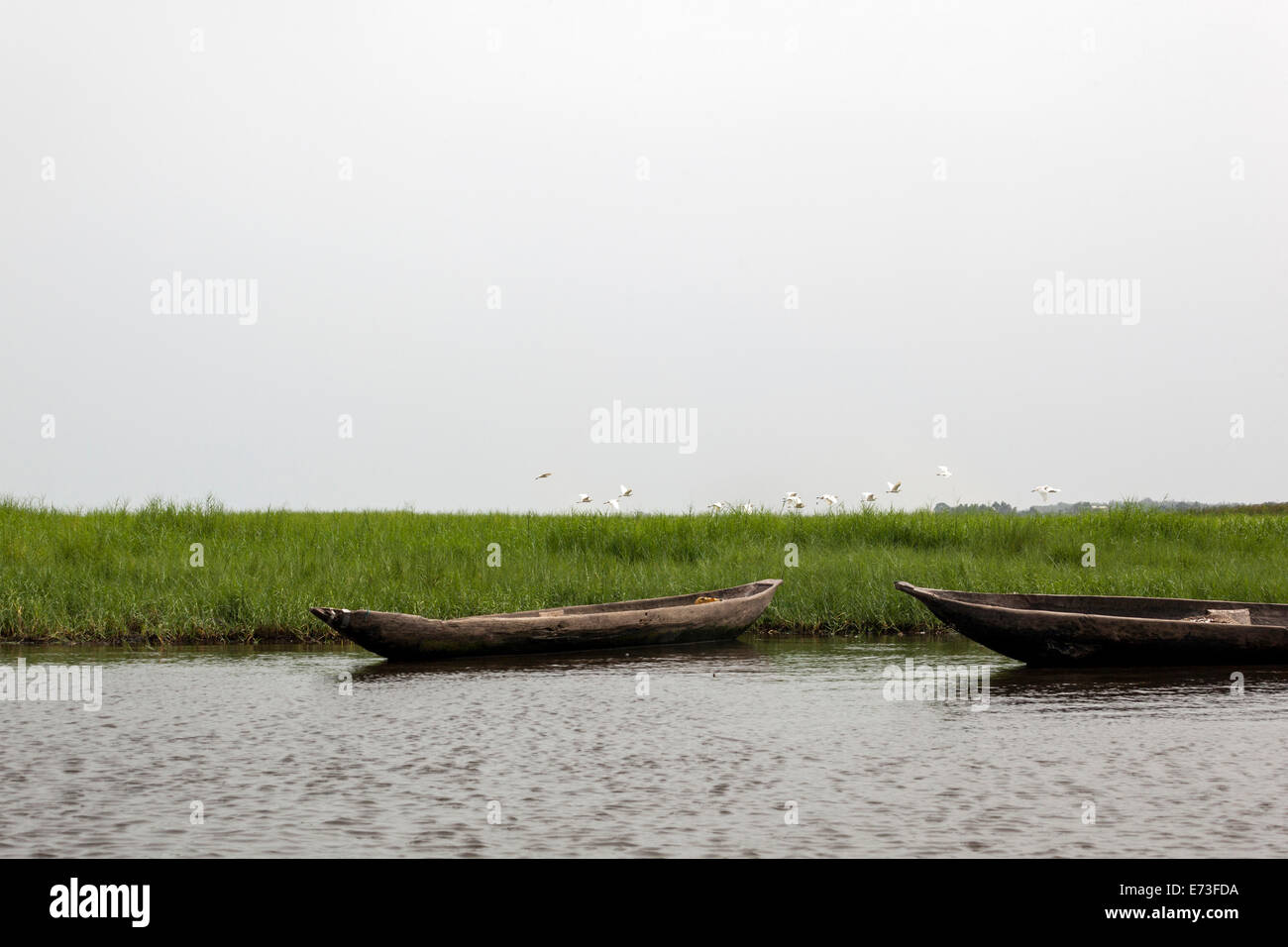 L'Afrique, Bénin, Ganvie. Vide de pirogues le long des rives du Lac Nokoué avec aigrettes battant en arrière-plan. Banque D'Images