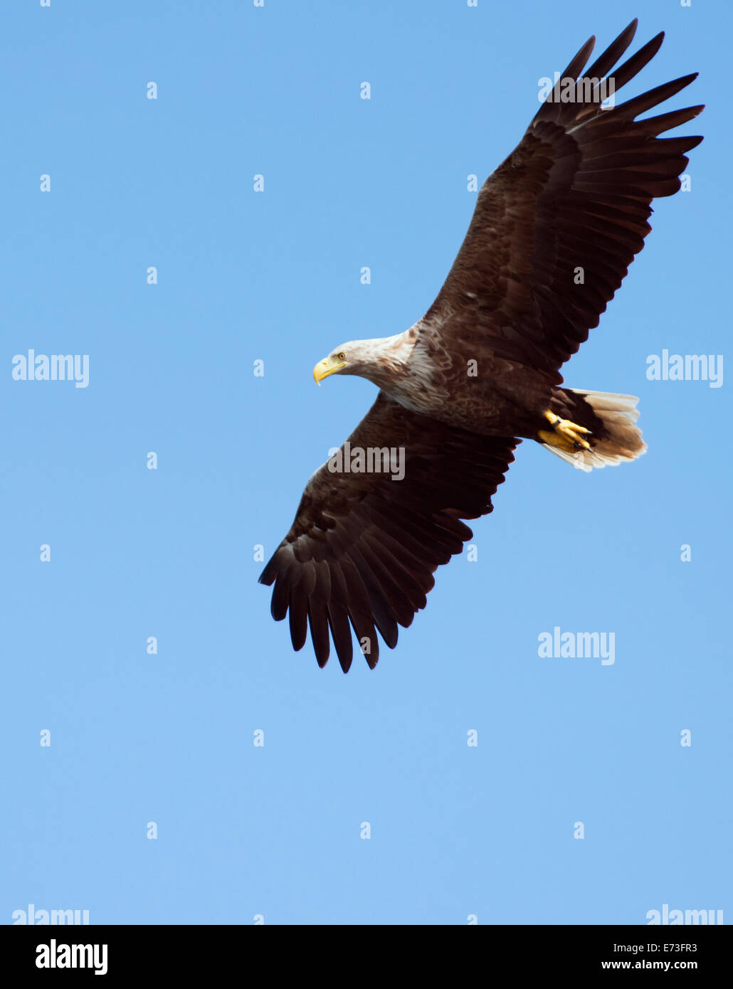 L'aigle de mer à queue blanche (Haliaeetus albicilla), en vol au-dessus de l'île de Mull, en Ecosse Banque D'Images